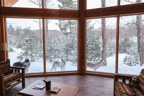 wolf lodge in parc omega quebec canada|cedar meadows sleeping with the wolves.